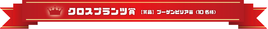 クロスプランツ賞：ブーゲンビリア苗（10名様）
