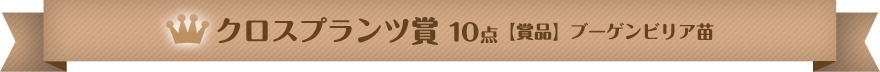 クロスプランツ賞  10点【賞品】ブーゲンビリア苗